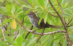 New Zealand Fernbird